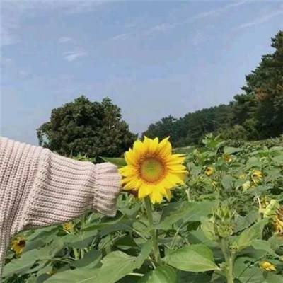 勇者与宝藏手机版(暂未上线)v0.0.3 官方安卓版